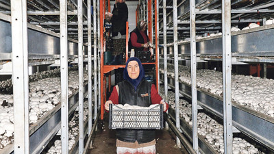 Sivas, Türkiye'nin mantar merkezi olma yolunda