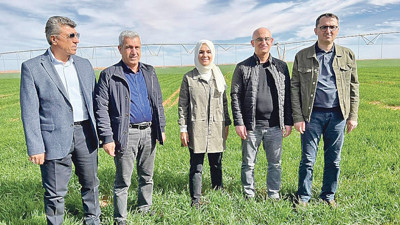 Türk şirketi Cezayir’de çölde tarım yapmaya başladı