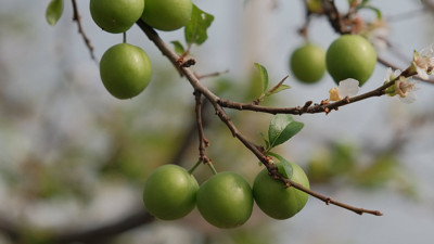 Erik hasadı başladı: Kilogram fiyatı cep yakıyor