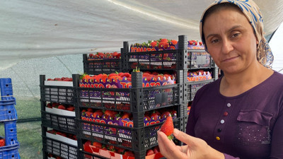 45 gün bekleyip 6 ay hasat yapıyorlar: Kilosu 26 lira