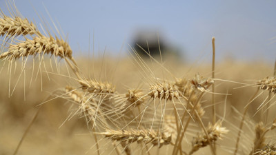 Kuraklık riskini önlemek için sürdürülebilir tarım şart!
