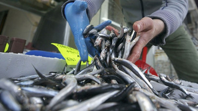 11 aylık hamsi ihracatı 13,5 milyon doları aştı