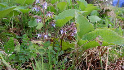 Kaldirik otunun kanserli hücreler üzerindeki etkileri neler?