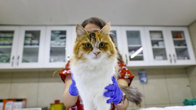 Depremzede kedi ve köpekler hayvan otelinde tedavi altında