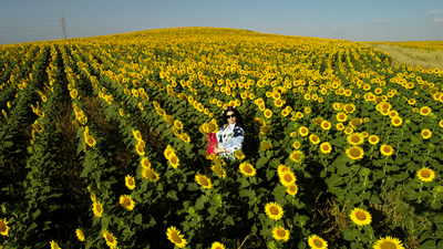 Yerli hibrit ayçiçekleri sıcaklıktan az etkilendi