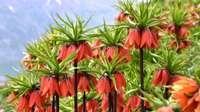 Siirt'te yılda sadece 20 gün açan "ağlayan gelinler" için seferberlik başladı