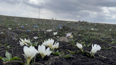 Kars'ta kardelen ve çiğdemler çiçek açmaya başladı