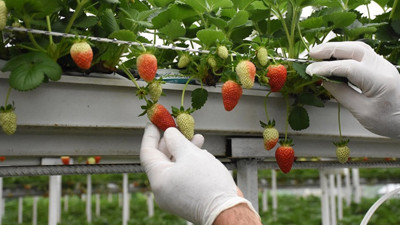 Giresun’da çilekten kazandığı kazanç fındığı üçe katladı