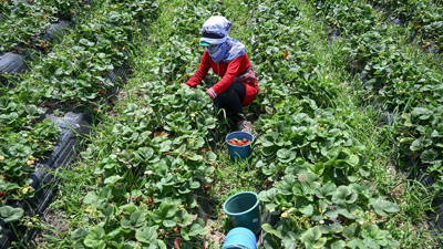 Oylarını kullanan üreticiler hasada devam etti