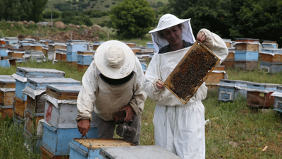 500 kovanla başladı, devlet desteğiyle 60 ton bal üretecek