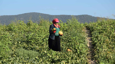 Bilecik'teki 'Medetli kavunu' İstanbul yolunda