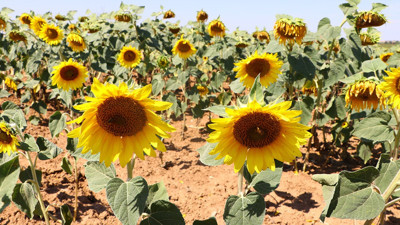TZOB Genel Başkanı Bayraktar: Ayçiçeği üreticisi kazanmıyor, tüketici yağı pahalıya alıyor