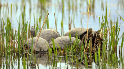 Ağrı Dağı'nda 40 derecede yaban göçü!