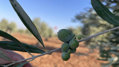 Kuraklık Kilis zeytinini etkilemedi; rekolte artacak