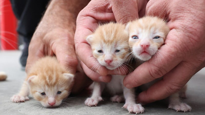 Anne kedi ile 3 yavrusuna itfaiyeciler sahip çıktı