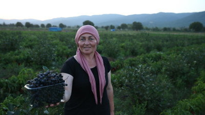 Kadın muhtar "süper meyve"yi köyüne kazandırdı