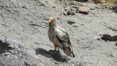 Munzur ve Pülümür dağlarındaki yaban hayatı fotokapanlarla görüntülendi