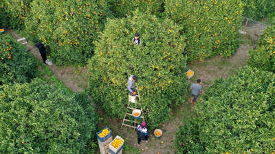 Finike portakalında hava koşulları nedeniyle erken hasat başladı