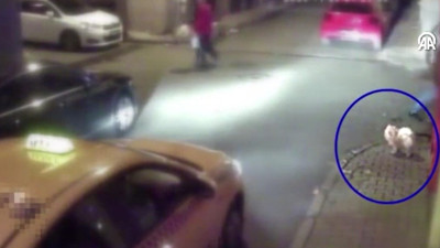 İstanbul'da sahipli köpeği çaldığı iddia edilen taksici yakalandı