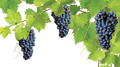 Kuraklık üzüm aromasını değiştirebilir