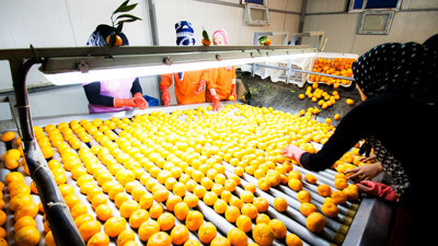 Don felaketi narenciye ihracatını tehdit ediyor