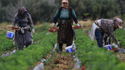Kilosu 50 TL'ye kadar düştü: Çilekte açıkta hasat zamanı