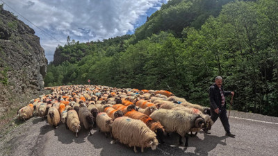 Doğu Karadeniz'de besicilerin yaylalara göçü sürüyor