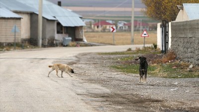 DSÖ'den 'sahipsiz köpek' uyarısı