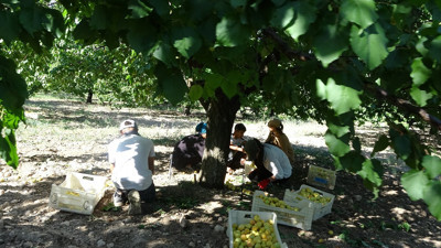 Malatya'da 'sarı altın' hasadı başladı: Binlerce ailenin geçim kaynağı