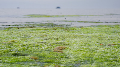 İzmir Körfezi balık ölümlerinden sonra bu kez de yosun kirliliği ile savaşıyor