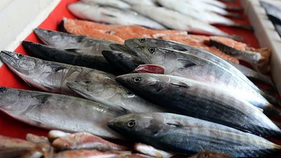 Uzmanı uyardı: Karadeniz'de balık stokları azalıyor