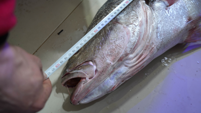 Gören köpekbalığı sanıyor! Karadeniz'de yakalandı, 10 dakikada 6 bin liraya satıldı