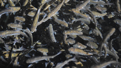 Nüfusu 142 kişi olan köyden 10 Avrupa ülkesine dev ihracat