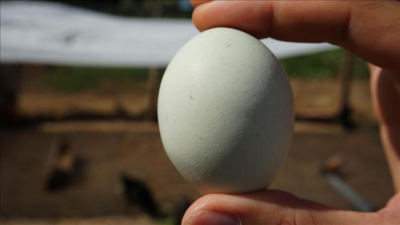 Sofralık yumurta ihracatında fon kesintisi artırıldı