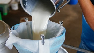 Türkiye'de çiğ süt üretiminin bu yıl 23 milyon tonu geçmesi bekleniyor