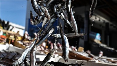 Türkiye'nin 3 aylık hamsi ihracatı 3,1 milyon doları aştı