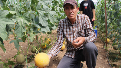 "Bu mevsimde olmaz" dediler, 2 ton hasat yapıp bir hasatta 400 bin TL kazandı