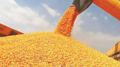 Mısırda hasat öncesi 1 milyon tonluk 'vergisiz ithalat' dönemi!