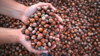 Fındıkta zirai don zararı yüzde 100'e ulaştı: İhracat gelirleri düşebilir