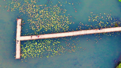 Efteni Kuş Cenneti'nden muhteşem doğa manzaraları! Doğanın keyfini çıkartmak isteyenlere yeşil rota
