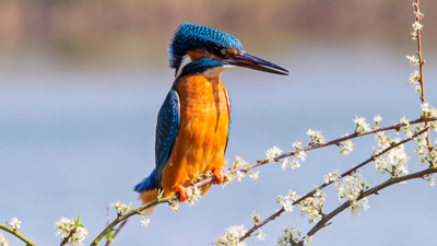 Parlak tüyleri ve hızıyla dikkat çeken Yalıçapkını kuşları İngiltere'de objektiflere yakalandı