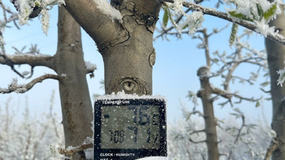 Soğuk hava etkili oldu! Tarımı zirai don felaketi vurdu