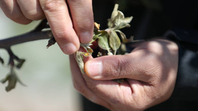 Afetlere karşı üretici ne yapacak? İşte 10 soruda çiftçinin güvencesi 'tarım sigortaları'