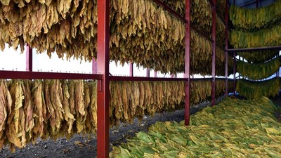 Philip Morris kıyılmış tütün fiyatına zam geldi