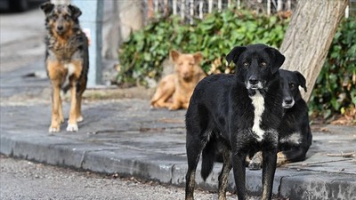 AYM, sahipsiz hayvan düzenlemesini 7 Mayıs’ta görüşecek