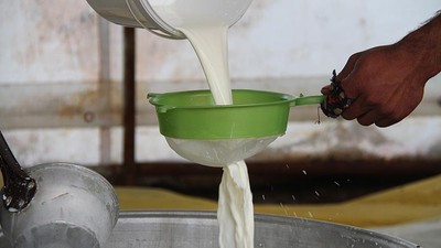 2024'te inek ve manda sütü üretimi arttı, keçi ve koyun sütü azaldı