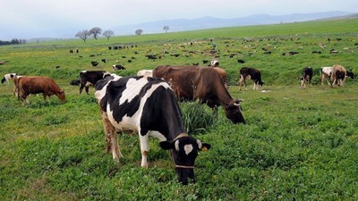 Resmi Gazete'de yayımlandı: Mera alanlarına düzenleme