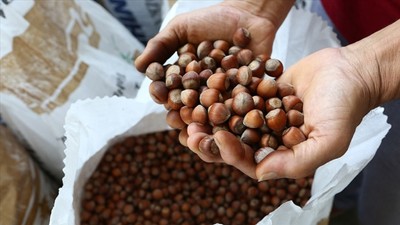 Türkiye'nin fındık ihracatı: Yılın ilk 4 ayında 852 milyon doları aşkın gelir!