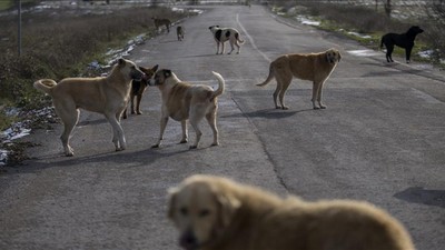 AYM’den 'sokak hayvanları yasası' kararı