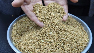 Yılın ilk buğdayı GTB'de işlem gördü